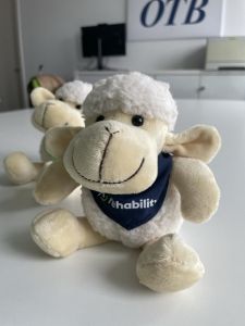 Schaf Rosi rehability